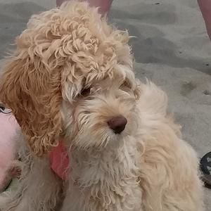 Meet your Posher, Shirley